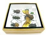 Echte exotische Insekten - Einzelstück - im 3D S-Schaukasten - Wandbild A-S-05 – Bild 10