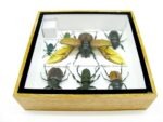 Echte exotische Insekten - Einzelstück - im 3D S-Schaukasten - Wandbild A-S-05 – Bild 11