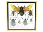 Echte exotische Insekten - Einzelstück - im 3D S-Schaukasten - Wandbild A-S-06 – Bild 2