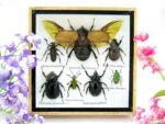 Echte exotische Insekten - Einzelstück - im 3D S-Schaukasten - Wandbild A-S-06