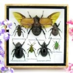 Echte exotische Insekten - Einzelstück - im 3D S-Schaukasten - Wandbild A-S-06