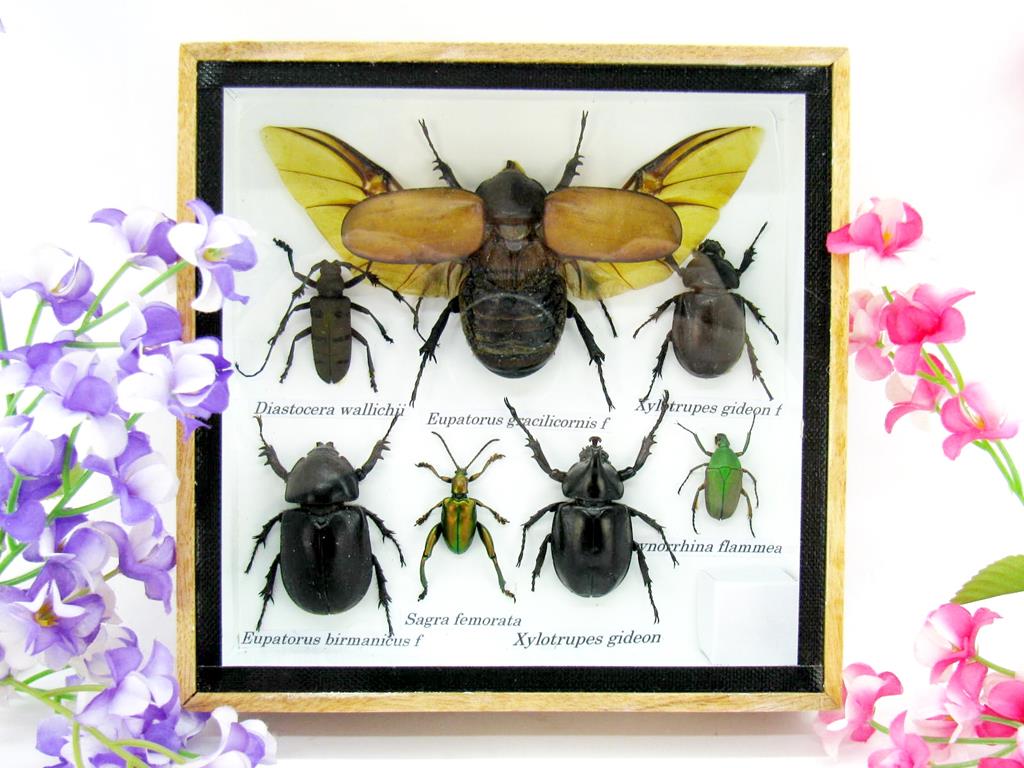 Wunderschöne, tropische und natürlich echte Insekten aus nachhaltiger Zucht im kleinen Schaukasten a-insekten-S-06-a