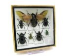 Echte exotische Insekten - Einzelstück - im 3D S-Schaukasten - Wandbild A-S-06 – Bild 3