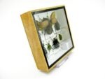 Echte exotische Insekten - Einzelstück - im 3D S-Schaukasten - Wandbild A-S-06 – Bild 4