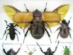 Echte exotische Insekten - Einzelstück - im 3D S-Schaukasten - Wandbild A-S-06 – Bild 5