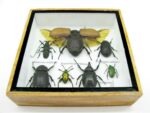 Echte exotische Insekten - Einzelstück - im 3D S-Schaukasten - Wandbild A-S-06 – Bild 6