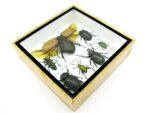Echte exotische Insekten - Einzelstück - im 3D S-Schaukasten - Wandbild A-S-06 – Bild 7