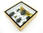 Echte exotische Insekten - Einzelstück - im 3D S-Schaukasten - Wandbild A-S-06 – Bild 8