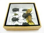 Echte exotische Insekten - Einzelstück - im 3D S-Schaukasten - Wandbild A-S-06 – Bild 9