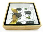 Echte exotische Insekten - Einzelstück - im 3D S-Schaukasten - Wandbild A-S-06 – Bild 10