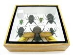 Echte exotische Insekten - Einzelstück - im 3D S-Schaukasten - Wandbild A-S-06 – Bild 11