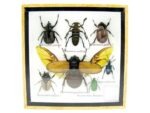 Echte exotische Insekten - Einzelstück - im 3D S-Schaukasten - Wandbild A-S-07 – Bild 2
