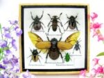 Echte exotische Insekten - Einzelstück - im 3D S-Schaukasten - Wandbild A-S-07