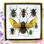 Echte exotische Insekten - Einzelstück - im 3D S-Schaukasten - Wandbild A-S-07