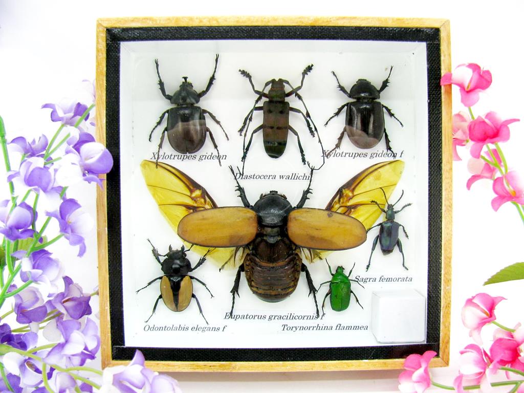 Wunderschöne, tropische und natürlich echte Insekten aus nachhaltiger Zucht im kleinen Schaukasten a-insekten-S-07-a