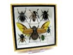 Echte exotische Insekten - Einzelstück - im 3D S-Schaukasten - Wandbild A-S-07 – Bild 3