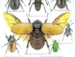 Echte exotische Insekten - Einzelstück - im 3D S-Schaukasten - Wandbild A-S-07 – Bild 5