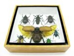 Echte exotische Insekten - Einzelstück - im 3D S-Schaukasten - Wandbild A-S-07 – Bild 6