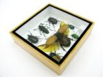 Echte exotische Insekten - Einzelstück - im 3D S-Schaukasten - Wandbild A-S-07 – Bild 7