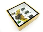 Echte exotische Insekten - Einzelstück - im 3D S-Schaukasten - Wandbild A-S-07 – Bild 8
