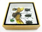 Echte exotische Insekten - Einzelstück - im 3D S-Schaukasten - Wandbild A-S-07 – Bild 9
