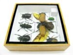 Echte exotische Insekten - Einzelstück - im 3D S-Schaukasten - Wandbild A-S-07 – Bild 10