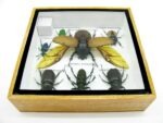 Echte exotische Insekten - Einzelstück - im 3D S-Schaukasten - Wandbild A-S-07 – Bild 11