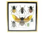 Echte exotische Insekten - Einzelstück - im 3D S-Schaukasten - Wandbild A-S-08 – Bild 2