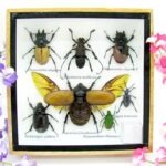 Echte exotische Insekten - Einzelstück - im 3D S-Schaukasten - Wandbild A-S-08