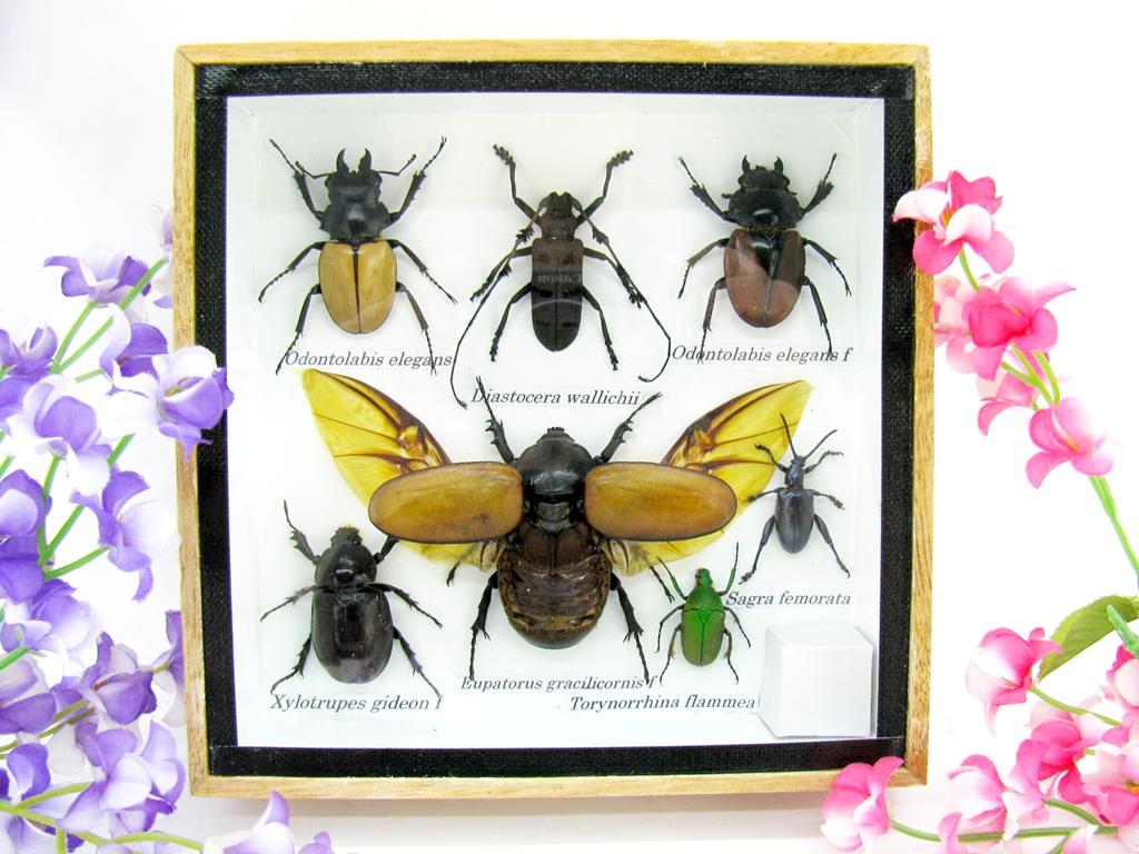 Wunderschöne, tropische und natürlich echte Insekten aus nachhaltiger Zucht im kleinen Schaukasten a-insekten-S-08-a