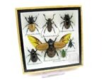 Echte exotische Insekten - Einzelstück - im 3D S-Schaukasten - Wandbild A-S-08 – Bild 4