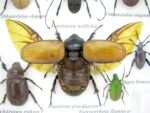 Echte exotische Insekten - Einzelstück - im 3D S-Schaukasten - Wandbild A-S-08 – Bild 6