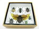 Echte exotische Insekten - Einzelstück - im 3D S-Schaukasten - Wandbild A-S-08 – Bild 7
