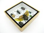 Echte exotische Insekten - Einzelstück - im 3D S-Schaukasten - Wandbild A-S-08 – Bild 8