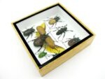 Echte exotische Insekten - Einzelstück - im 3D S-Schaukasten - Wandbild A-S-08 – Bild 9