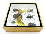 Echte exotische Insekten - Einzelstück - im 3D S-Schaukasten - Wandbild A-S-08 – Bild 10