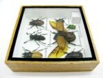Echte exotische Insekten - Einzelstück - im 3D S-Schaukasten - Wandbild A-S-08 – Bild 11