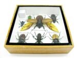 Echte exotische Insekten - Einzelstück - im 3D S-Schaukasten - Wandbild A-S-08 – Bild 12