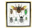 Echte exotische Insekten - Einzelstück - im 3D S-Schaukasten - Wandbild A-S-09 – Bild 2