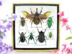 Echte exotische Insekten - Einzelstück - im 3D S-Schaukasten - Wandbild A-S-09