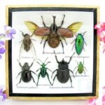 Echte exotische Insekten - Einzelstück - im 3D S-Schaukasten - Wandbild A-S-09