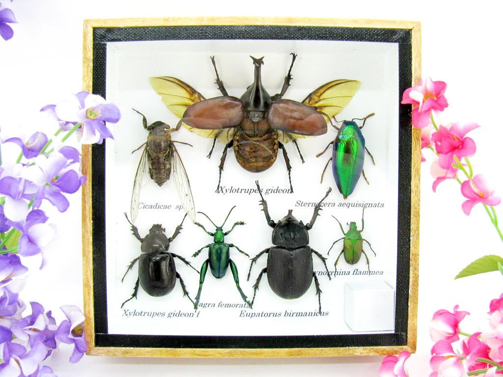 Wunderschöne, tropische und natürlich echte Insekten aus nachhaltiger Zucht im kleinen Schaukasten a-insekten-S-09-a