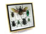 Echte exotische Insekten - Einzelstück - im 3D S-Schaukasten - Wandbild A-S-09 – Bild 3