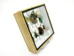 Echte exotische Insekten - Einzelstück - im 3D S-Schaukasten - Wandbild A-S-09 – Bild 4