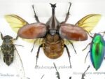 Echte exotische Insekten - Einzelstück - im 3D S-Schaukasten - Wandbild A-S-09 – Bild 5