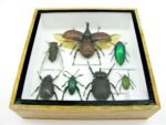 Echte exotische Insekten - Einzelstück - im 3D S-Schaukasten - Wandbild A-S-09 – Bild 6