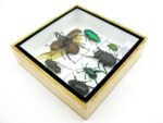 Echte exotische Insekten - Einzelstück - im 3D S-Schaukasten - Wandbild A-S-09 – Bild 7