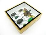 Echte exotische Insekten - Einzelstück - im 3D S-Schaukasten - Wandbild A-S-09 – Bild 8