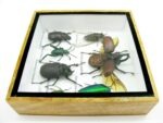 Echte exotische Insekten - Einzelstück - im 3D S-Schaukasten - Wandbild A-S-09 – Bild 9