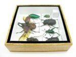 Echte exotische Insekten - Einzelstück - im 3D S-Schaukasten - Wandbild A-S-09 – Bild 10